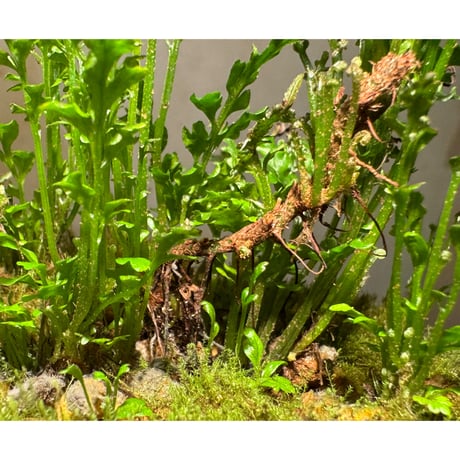 (大株) Bolbitis sp. from Kidapawan Mindanao