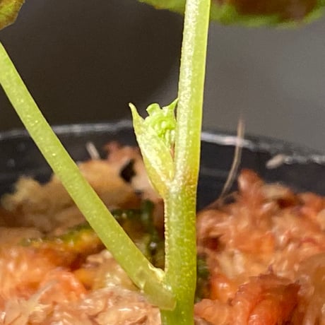Begonia cf. baramensis