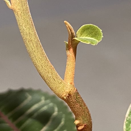 Labisia sp. from Riau sumatera