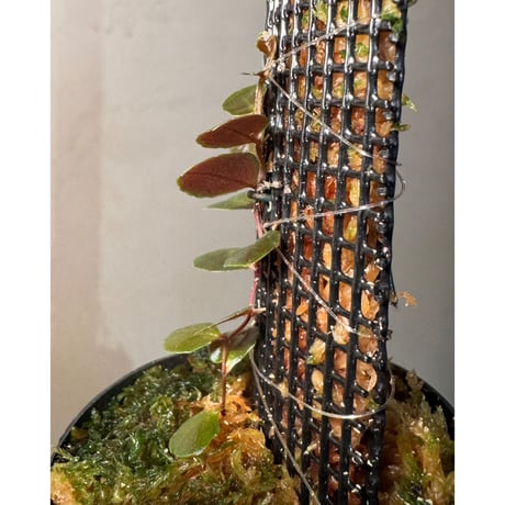 Marcgravia sp. "Azreal"