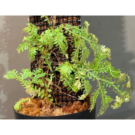 Selaginella willdenowii