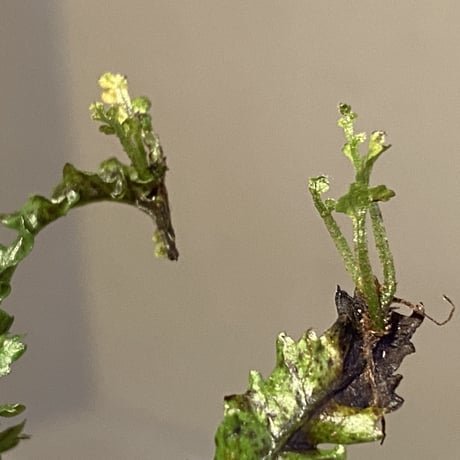 Bolbitis sp. from Kidapawan Mindanao