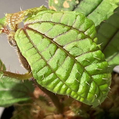 専用希少❣️Melastoma sp. Sibolgaメラストマ シボルガソネリラ 専用