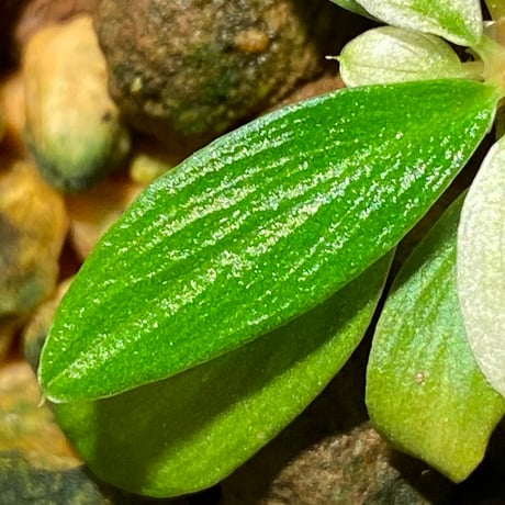 Homalomena sp. [LA0317-z-r]
