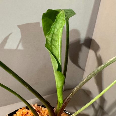 Cryptocoryne joshanii from Basilan island philippines [LA]