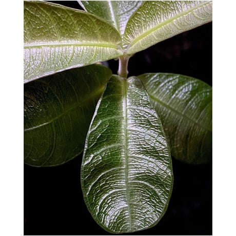 Ophiorrizha sp. from Sanggau Kalimantan
