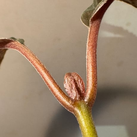 Acranthera sp. from Kapuas