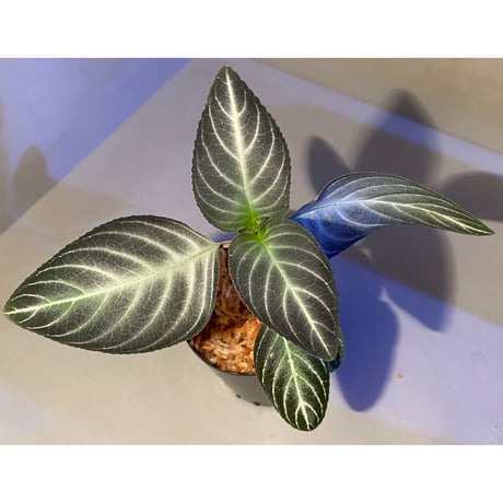 Gesneriaceae gen. from Kalimantan Barat