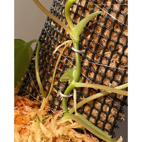 Philodendron micans