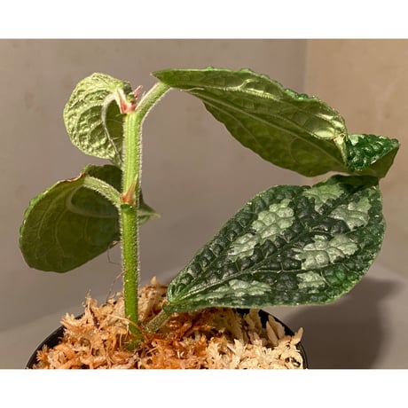 Elatostema sp. (Sri Lanka?)