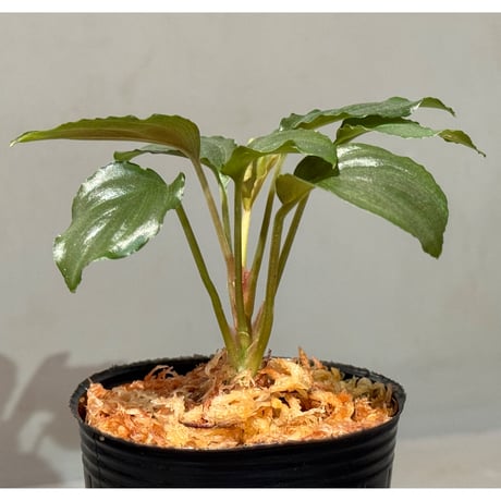 Homalomena sp. "Red" from Bogor