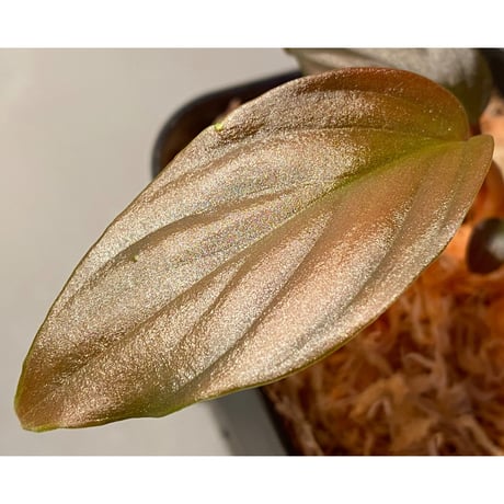 Homalomena sp. from Pahang Malaysia [R0718-02] RIO