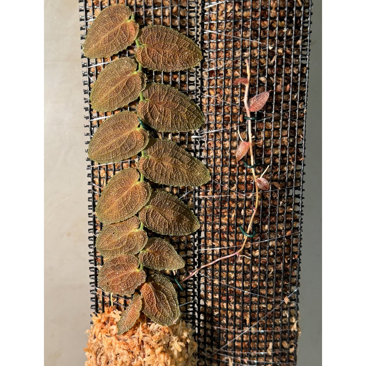 Pothos barberianus | M・R・G・R