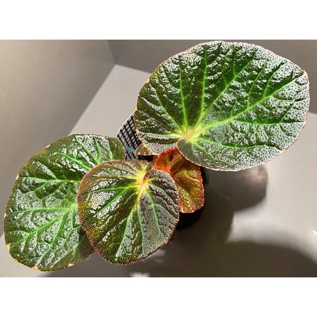 Begonia sp. from Manaus