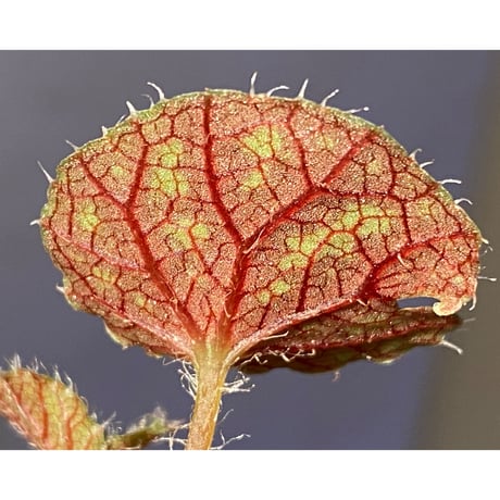 Begonia sp. from Cao Bang [YH251019] TK