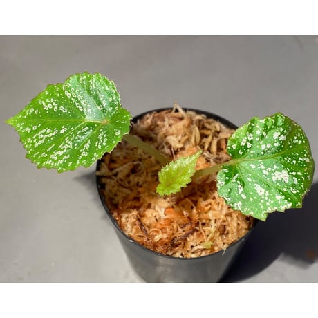 Begonia sp. from Na Hang [YH1118] TK