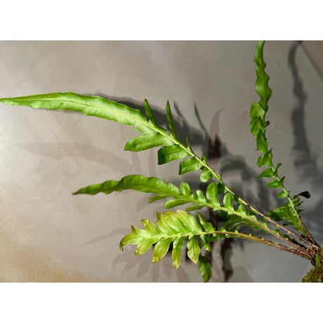 Polypodium sp. (?) from Koh Kood Thailand