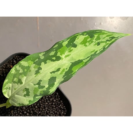 Aglaonema pictum from Aceh Sumatra [T-020219-b-1]