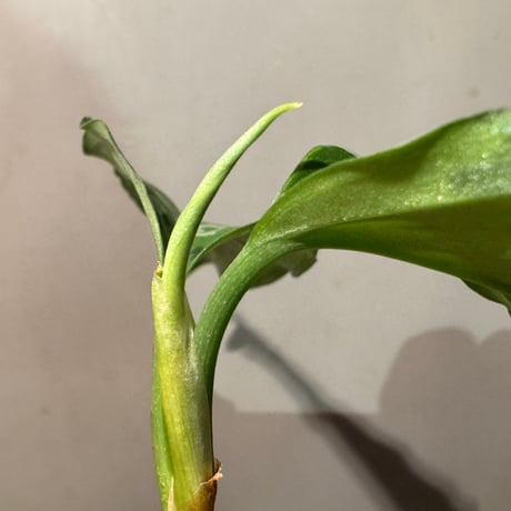Aglaonema pictum tricolor "ANDAMAN" アンダマン諸島 ポートブレア 北部地域産