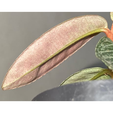 Labisia sp. from Riau