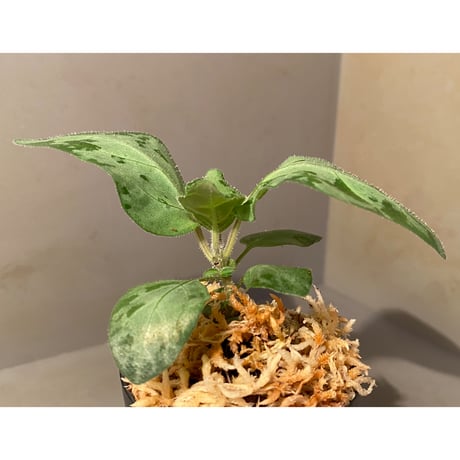 Gymnostachyum sp. f1 from Aceh sumatera [LA0816-1ss]