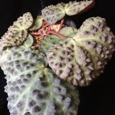 Begonia Nahangensis from Na Hang [YH1117] TK