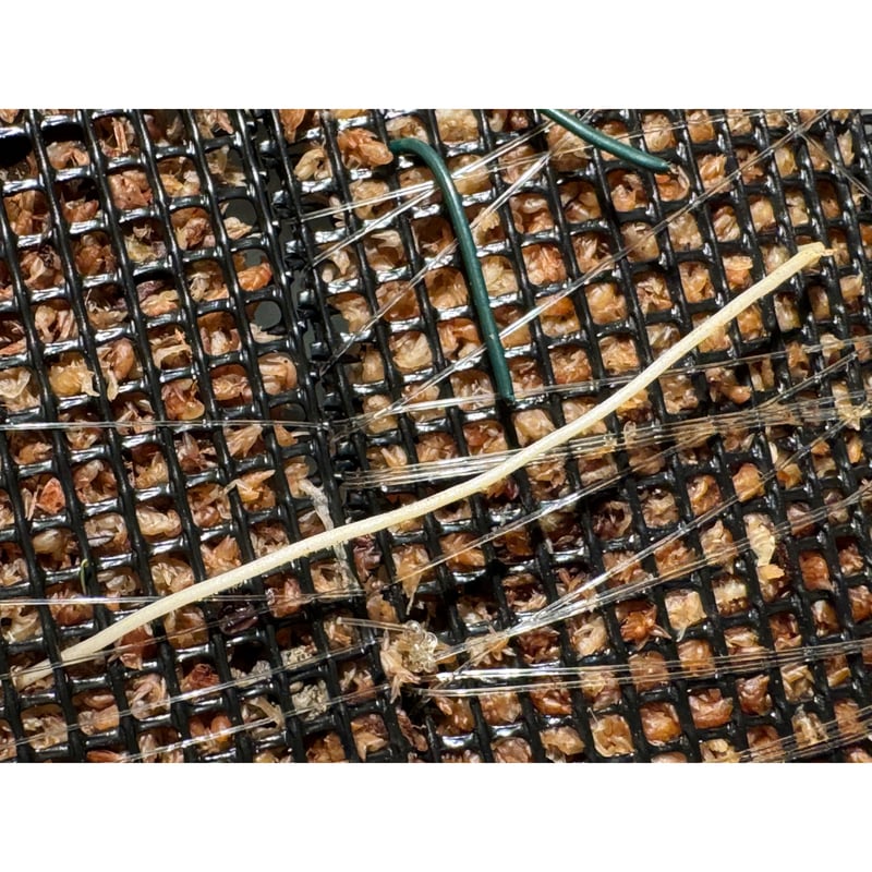 Pothos barberianus | M・R・G・R