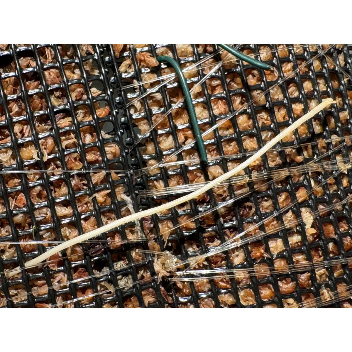 Pothos barberianus | M・R・G・R