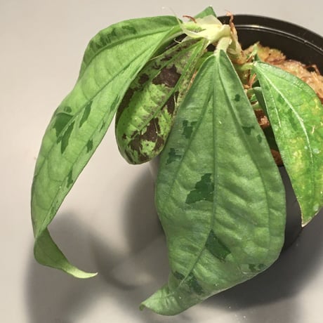 Elatostema sp. from Nopphitam [TK260915]