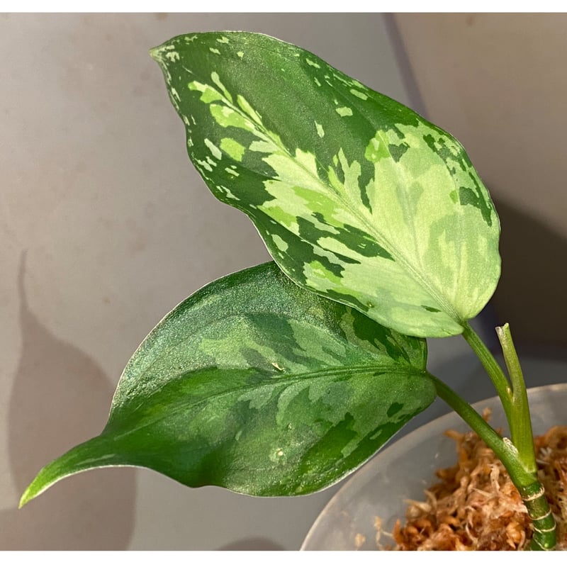 アグラオネマ ピクタム LA0121-01z-b Aglaonema pictum from Aceh sumatera [LA0121-01z
