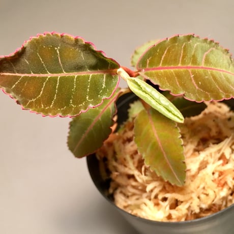 Labisia sp. from Riau Sumatera