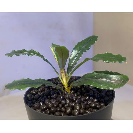 Bcephalandra sp. "motleyana" 2022年　カミハタ便 ①