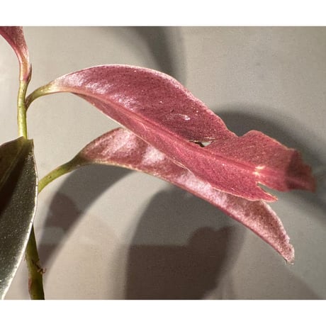 Labisia sp. from Landak West Kalimantan