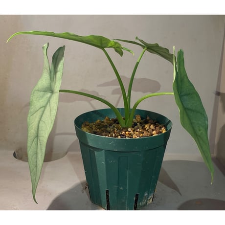 Alocasia heterophylla "Silver"