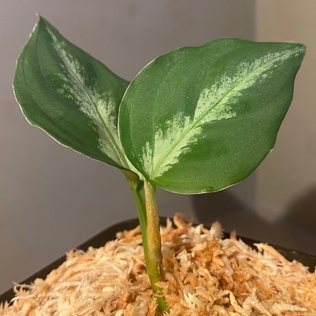 Aglaonema pictum multicolor Chinook BNN from Sibolga Timur [AZ0415-2]