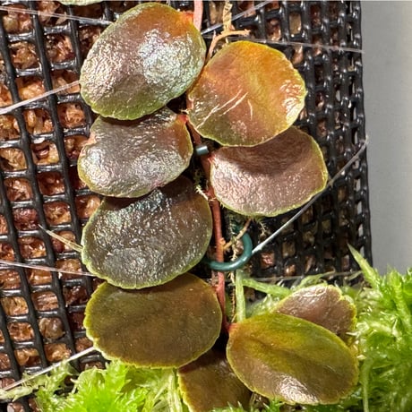 Marcgravia sp. from  Tarapoto Peru