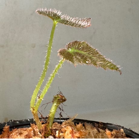 Begonia sp. from Sumatera Utara [HW0816-01]