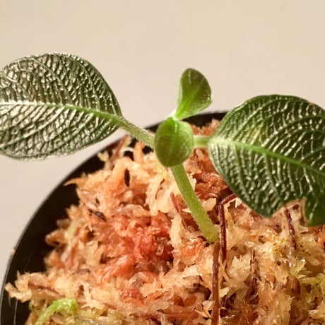 Ophiorrizha sp. from Sanggau Kalimantan