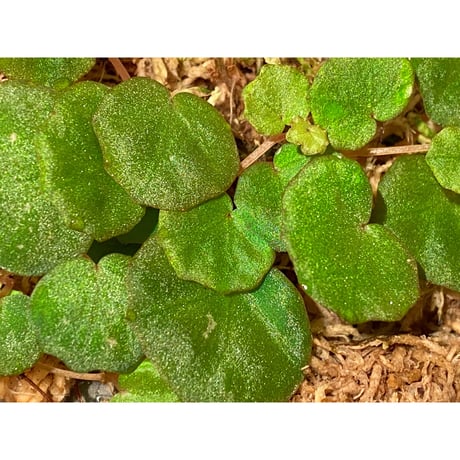 Begonia lichenora (sp.Mini) from Kalimantan Sarawak border [LA]