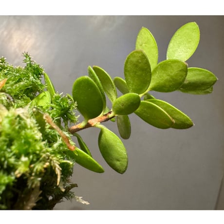 Plutarchia portillae [ECUAGENERA]