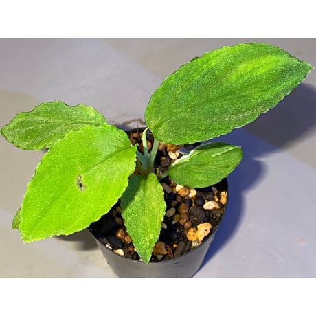 Homalomena sp. from Padang [TK160117]