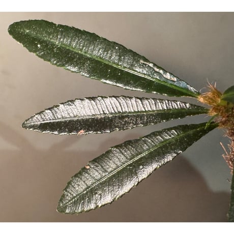 Sauvagesia serrata from West Kalimantan