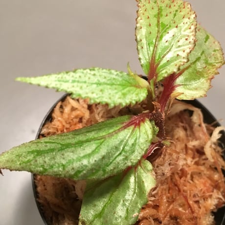 Begonia sp. from Balai Ringin [RIO]