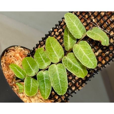 Marcgravia sp. from Iquitos Peru [tanakay]