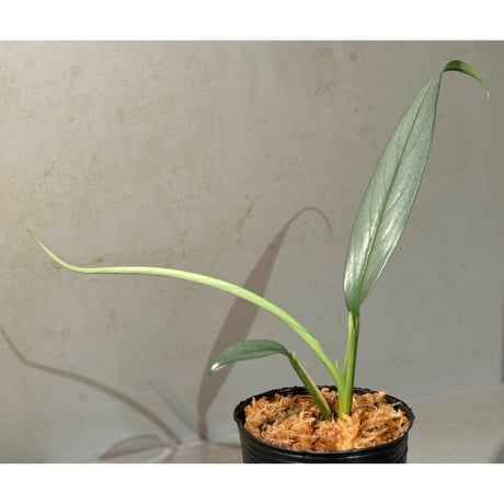 Schismatoglottis sp. "Narrow" from Kpg Lui Muda [AZ0412-3]