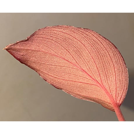 Homalomena sp. "Imperial Japanese Navy" from Resum P.Lingga [AZ0517-11]