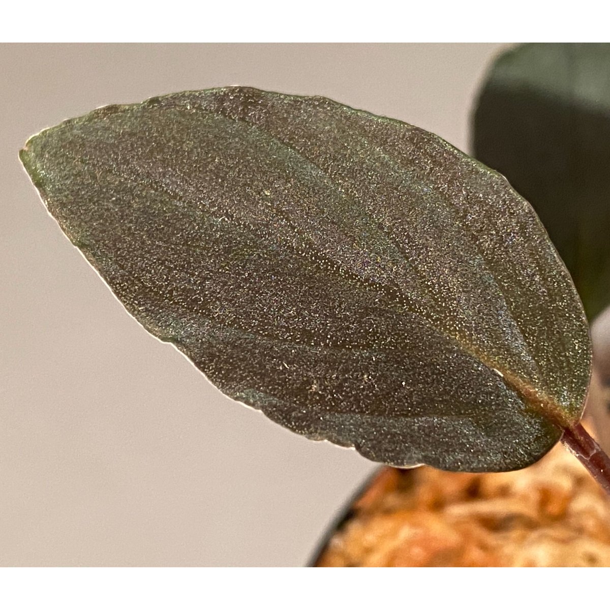 正規タグ付き　Homalomena sp. \" 紅明 \" 正規タグ付き Homalomena sp. 紅明