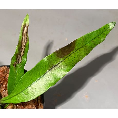 Microsorium sp. from Trat Thailand