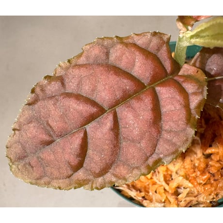 Ardisia sp. from Lao Cai-E [R0517-01]