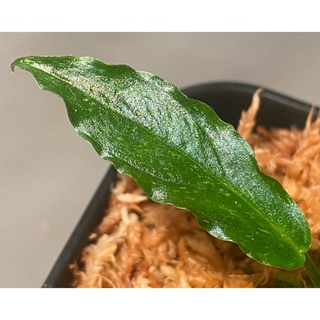 Homalomena sp. "Euclase" from Riau sumatera [LA0518-02]
